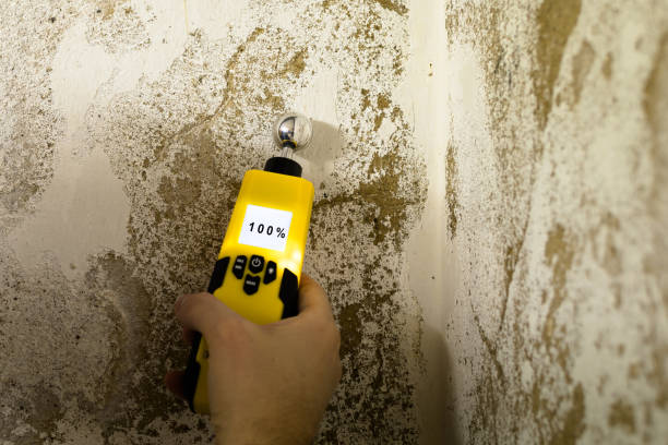 Professional Mold Removal in Tucson, AZ